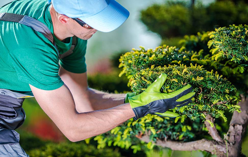 Tree Pruning image